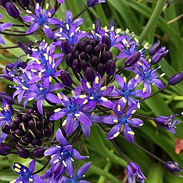 shiraperubiana,紫色,鲜花花坛