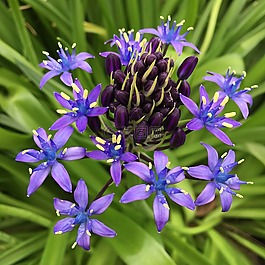shiraperubiana,紫色,鮮花花壇