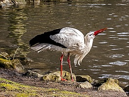 鸛,白鸛,鳥(niǎo)