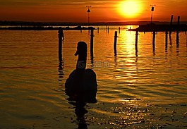 巴拉頓湖,傍晚時分,天鵝