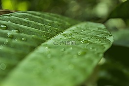 性質,廠,葉子