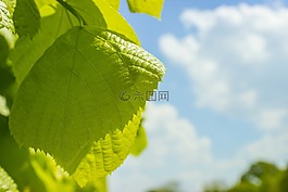 葉子,天空,云