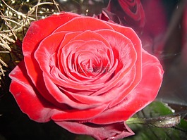 玫瑰,花,紅色