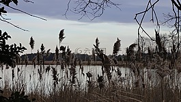 水,植物,天空
