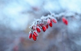 雪,冬天,性質(zhì)