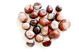 板栗,秋季,性質(zhì)