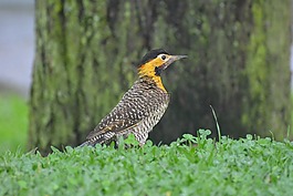 pica-保羅-do campo,鳥,啄木鳥
