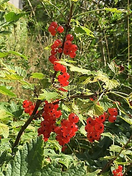 漿果,紅色,葡萄干