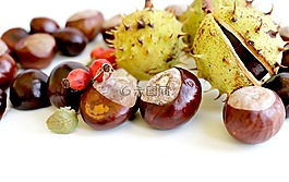 板栗,秋季,性質(zhì)
