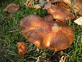 裸 kremplinge,不同 involutus,蘑菇属