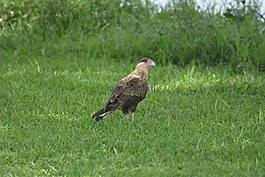 caracará,falconiiforme,鷹
