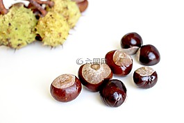 板栗,秋季,性質(zhì)
