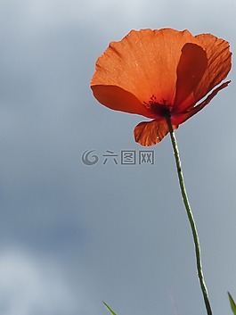 罌粟,花,夏天