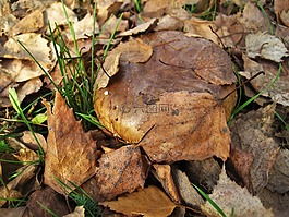 裸 shuffletruffle,不同 involutus,蘑菇属