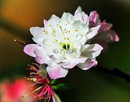 花,大自然,植物