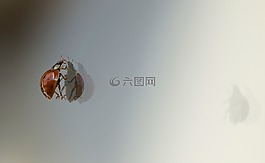 瓢蟲,甲蟲,反射