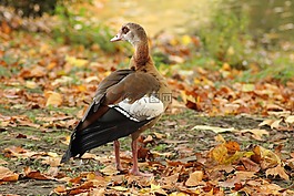 nilgans,alopochen aegyptiacus,野鹅