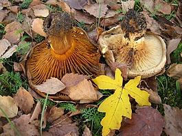 裸 kremplinge,不同 involutus,蘑菇属