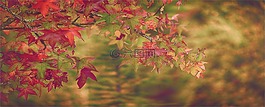 葉,性質(zhì),紅葉
