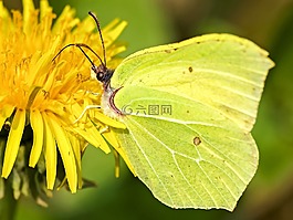 gonepteryx rhamni,蝴蝶,昆蟲