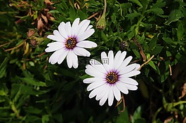 雛菊,花,自然