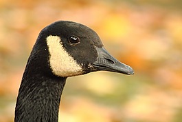 加拿大鹅,branta 黄花,鹅