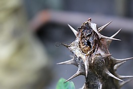仙人掌,溫暖,照片