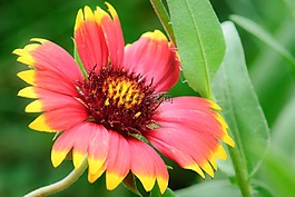 花,植物學(xué),花園