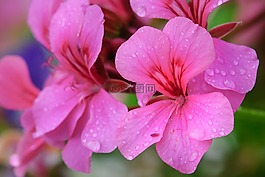 鮮花,性質(zhì),廠