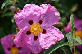 白玫瑰,花,性質(zhì)