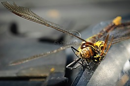 蜻蜓,黃蜂,性質(zhì)