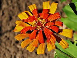 花,橙色,黃色