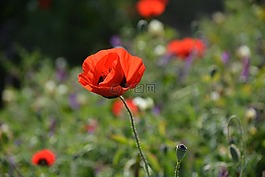 花,自然,植物區(qū)系