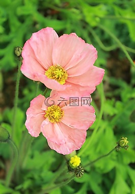 鮮花,虞美人,粉紅色