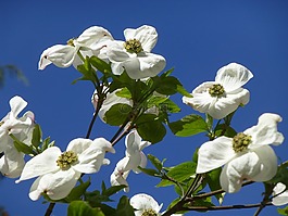 開花,白,天空