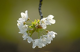 開花,春天,廠