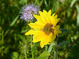 向日葵花,蜜蜂,性質(zhì)