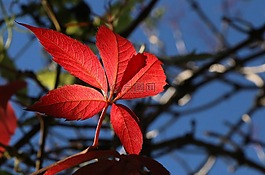 葉子,秋天的心情,紅色