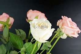玫瑰,花,開花