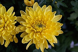 花,鮮花,花園