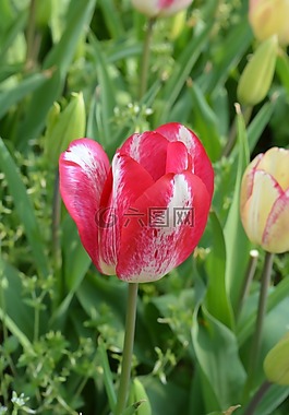 郁金香,紅色,花