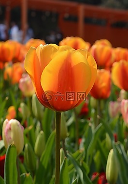 郁金香,黃色,花