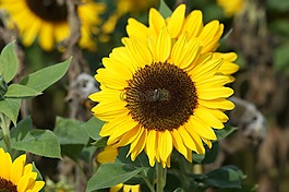 太阳花,花,太阳