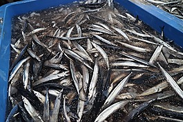 秋刀魚,魚,釣魚船