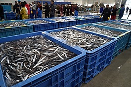 秋刀魚,魚,釣魚船