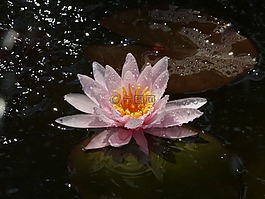 水中百合,花卉,湖