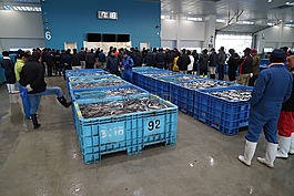 秋刀魚,魚,釣魚船