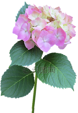 绣球,粉红色,干