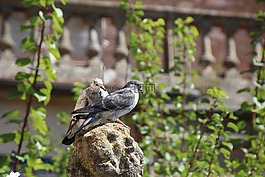 鴿子,鳥,街道聾