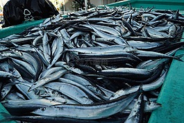 秋刀魚,魚,釣魚船